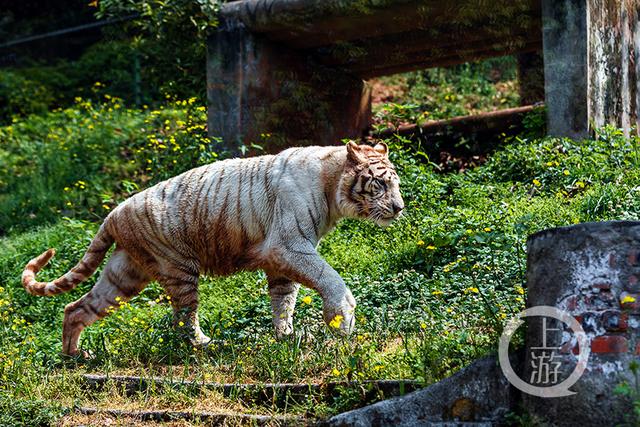 “福虎生风 万事亨通”第四届乐和乐都杯虎年摄影大赛作品选登｜吕力群作品