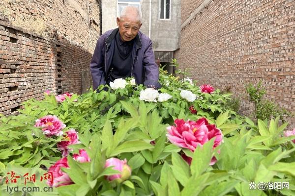 洛阳85岁老人深耕牡丹种植 曾获“牡丹大师”荣誉称号